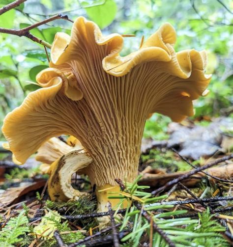 Pacific golden chanterelle (Cantharellus formosus), northern Oregon. Photographer unknown. Golden Chanterelle, Cantharellus Cibarius, Northern Oregon, Mushroom Plant, Mushroom Paint, Mushroom Pictures, Art Alevel, Watercolor Projects, Mushroom Fungi