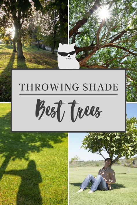 As temperatures continue to heat up across North America and Europe, shade trees are becoming more and more important to keep our environment cool. Here are some tips on the best shade trees to consider for either your front or back garden. Whether your yard is large or typical of today's smaller yards, there are trees to consider that will provide shade for your patio and help to keep it cool during the hottest days of summer. Landscape ideas and tips | garden ideas | best trees for shade Trees For Shade, Best Shade Trees, Trees For Front Yard, Tulip Tree, Dry River, Landscaping Trees, Tree Fern, Maple Trees, Throwing Shade