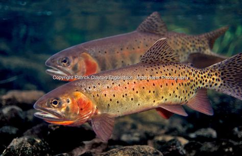 Cutthroat Trout, Steelhead Trout, Fly Fishing Art, Trout Fishing Tips, Fishing Photography, Brook Trout, Pike Fishing, Fish Eye, Brown Trout