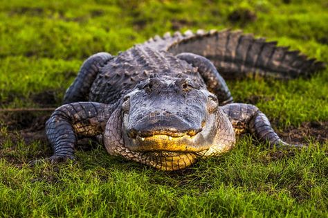 Alligator Hunting, Alligators Art, American Alligator, Florida Woman, Animal Guides, List Of Animals, Animal Nails, Hunting Season, Crocodiles