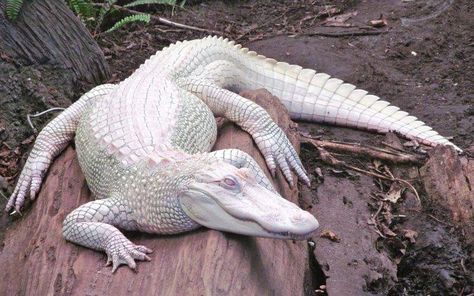 alligators, Albino, Nature, Animals HD Wallpaper Desktop Background Albino Crocodile, Animals Wallpapers, Monitor Lizard, Albino Animals, Cute Reptiles, Big Animals, Widescreen Wallpaper, Lovely Creatures, Crocodiles