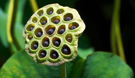 Who’s Afraid of a Cluster of Holes? 16 Percent of People - The first peer-reviewed research on the increasingly Internet-famous disorder Phobia Of Holes, Psychology University, Masters In Psychology, Lotus Seeds, Lotus Seed, Psychology Courses, Exposure Therapy, Applied Psychology, Internet Famous