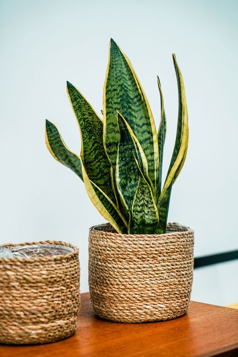 Plants Scandinavian Interior, Woven Basket Planter, Woven Plant Basket, Wall Plants Indoor Living Rooms, Bamboo Basket Decoration, Scandi Plants, Basket Planters Indoor, Jute Planters, Plant Basket Indoor