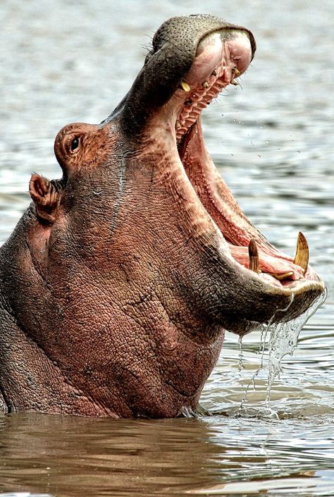 Hippo Open Mouth, Animals Wild Photography, Hippos Drawing, Hippo Reference, Hippopotamus Photography, Hippo Photography, Hippo Facts, Hippo Mouth, Africa Illustration