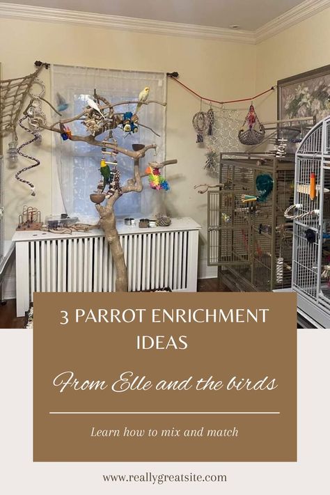 PARROT CARE | PARROT CAGE | PARROT DIET | PARROT TOYS | PARROT ART | DIY PARROT TOYS HOMEMADE| DIY PARROT CAGE | PARROT TAMING TIPS | BUDGIE TAMING | PARROT TRAINING Do you need PARROT CARE help? Do you want to learn how to TAME YOUR PARROT or TRAIN YOUR PARROT? Do you want to learn PARROT FOOD RECIPES, PARROT DIET, PARROT FOOD, HEALTHY BUDGIE FOOD? Do you want to learn PARROT CAGES, PARROT TOYS, DIY PARROT TOYS HOMEMADE, BUDGIE TOYS, BUDGIE CAGE, BUDGIE CAGE DESIGN, BUDGIE CAGE SETUP? Parrot Room Ideas Pet Birds, Cockatoo Enrichment, Quaker Parrot Cage Setup, Parrot Cage Setup, Indoor Bird Room Ideas, Budgie Cage Setup, Diy Parrot Cage, Parrot Toys Diy, Parrot Habitat