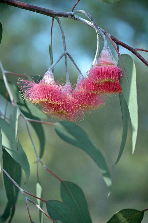 Red Eucalyptus, Eucalyptus Flowers, Australian Native Garden, Australian Wildflowers, Australian Flowers, Australian Native Flowers, Australian Plants, Red Blossoms, Australian Native Plants