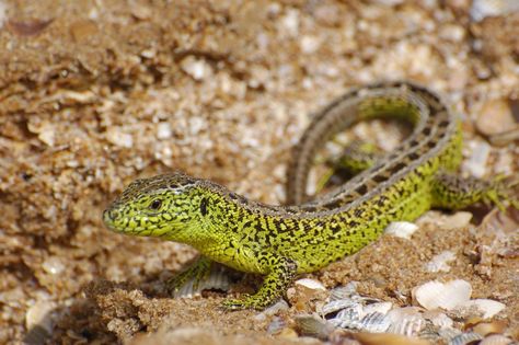 Sand Lizard (Lacerta agilis) Sand Lizard, Snake Reptile, Reptile Snakes, Reptiles And Amphibians, Animal Planet, Gecko, Amphibians, Snakes, Frogs