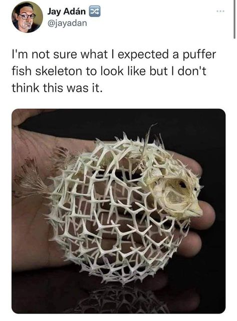 Skeleton Anatomy, Fish Skeleton, Vulture Culture, Puffer Fish, Fish Net, Animal Facts, Cute Little Animals, Animal Memes, Cute Funny Animals