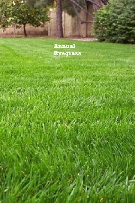 A guide on when does annual Ryegrass die, its lifespan and the best time to plant it. Rye Grass Lawn, Rye Grass, When To Plant, Grasses, Rye, Landscaping, Lawn, Plants