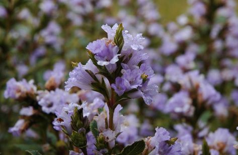 Neelakurinji Flower, Kerala Tourism, Acrylic Painting Tips, Painting Tips, Flower Wallpaper, Insta Story, Kerala, Tourism, Acrylic Painting