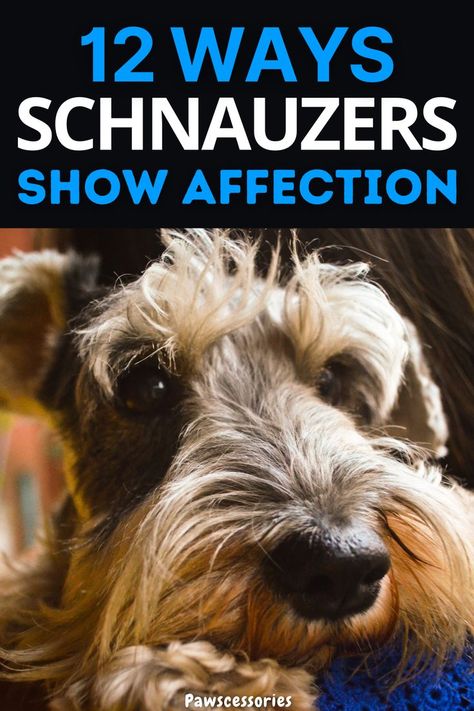 Schnauzer fact Funny Schnauzer, Schnauzers Funny, Miniature Schnauzer, More Fun, You Can Do, Dogs, Funny