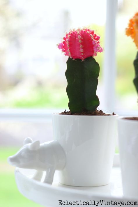 Love this little pig planter and the colorful pink cactus kellyelko.com Pig Planter, Moon Cactus, Baby Cactus, Pink Cactus, Cactus Planter, Cactus Garden, Little Pigs, Container Plants, Indoor Garden