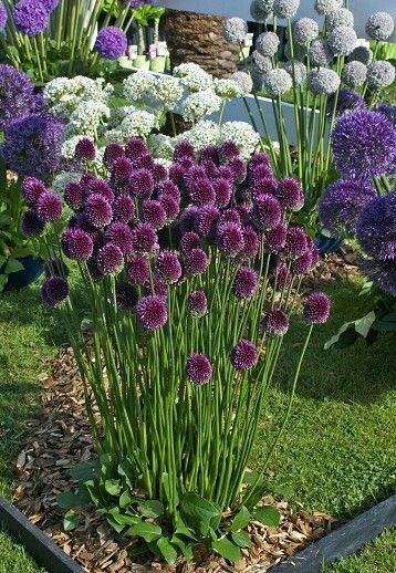 ♡༺✿༻ Garden ༺✿༻♡ Allium Sphaerocephalon, Garden Borders, Ornamental Grasses, Garden Cottage, Front Garden, Dream Garden, Yard Landscaping, Garden Planning, Front Yard Landscaping