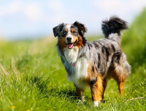 Border Collie Mix Dogs, Collie Mix Dogs, Blue Heeler Border Collie, Fluffy Dog Breeds, Herding Dogs Breeds, Shepherd Dog Breeds, Australian Shepherd Puppy, Dog Breeds Medium, Border Collie Mix