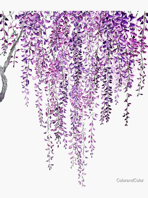 "purple wisteria in bloom " Sticker by ColorandColor | Redbubble Wisteria Design, Purple Wisteria, Tree Of Life Art, Colorful Throw Pillows, Wall Murals Painted, Bedroom Decor Design, Creative Gardening, Journal Art, Textured Art