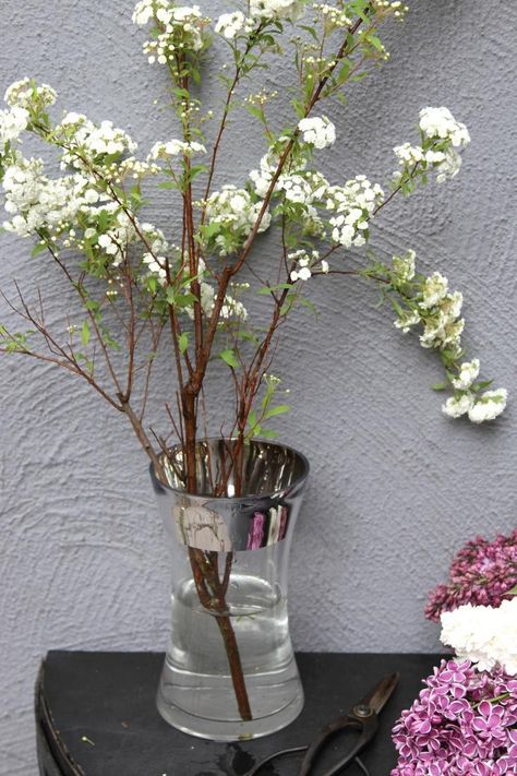 Spirea Bouquet, Spirea Flower, Bridal Wreath Spirea, Mint Bouquet, Winter Floral Arrangements, Vase With Branches, Daisy Buchanan, Diy Bouquets, White Flower Farm