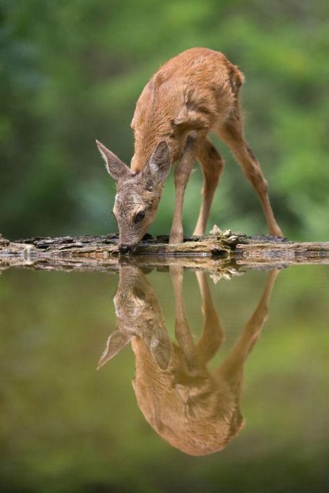 A Deer, Baby Deer, Animal Photo, Nature Animals, Wildlife Photography, Beautiful Creatures, Drinking Water, Animal Kingdom, Animal Photography