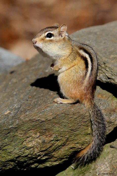 Interpreting Eastern Chipmunk Chips, Clucks & Trills | Naturally Curious with Mary Holland Eastern Chipmunk, Chipmunks, Microphones, National Geographic, Art Inspo, Holland, Chips, Animals, Quick Saves