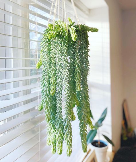 @hanginghouseplants on Instagram: “Recently our #burrostail became too long for the bay window it lives in. I wanted to share some advice if anyone else has sensitive plants…” Plants In Bay Window, Cubicle Plants, Indoor Cactus Plants, Hang Plants, Small House Garden, Kalanchoe Blossfeldiana, Lipstick Plant, Plant Window, Orchid Bark