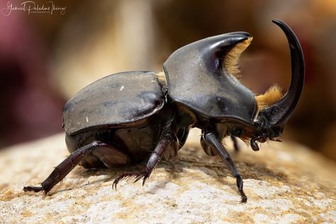 Diloboderus abderus | • Horn beetle / rhinoceros beetle • Ca… | Flickr Insect Reference, Horn Beetle, Horned Beetle, Arcilla Ideas, Rhinoceros Beetle, Inner Earth, Rhino Beetle, Fish Rocks, Inktober 2024