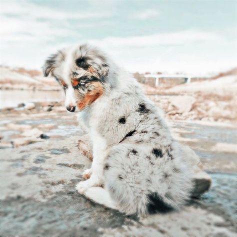 Big Dogs Breeds, Biggest Dog In The World, Biggest Dog, Cutee Animals, Cute Dogs Images, Aussie Puppies, Dogs Breeds, Super Cute Puppies, Giant Dogs