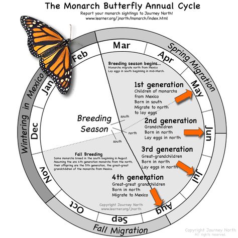 Raising Monarch Butterflies, Raising Butterflies, Monarch Butterfly Migration, Monarch Butterfly Garden, Butterfly Feeder, Butterfly Garden Plants, Butterfly Migration, On The Wings Of Love, Butterfly Habitat