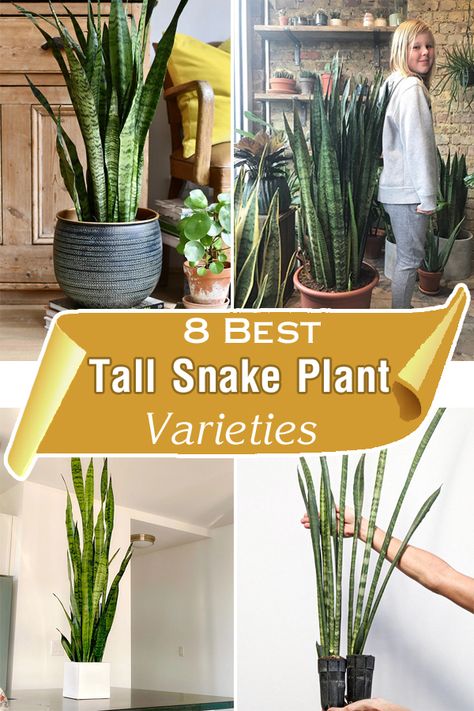 Tall Snake Plant, Cylindrical Snake Plant, Snake Plant Varieties Chart, Best Potting Soil For Snake Plant, Snake Plant Collection, Snake Plant Light Needs, Snake Plant Decor, Modern Front Porch Decor, Variegated Snake Plant