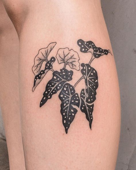 Plant Tattoo Around Wrist, House Plant Leaf Tattoo, Plant Leaf Tattoo Sleeve, Plant Tatoos Man, Patchwork Tattoo Plants, Plant Science Tattoo, Pilea Peperomioides Tattoo, Angel Wing Begonia Tattoo, Vintage Plant Tattoo