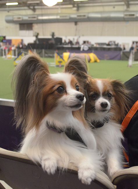 Papillons. The Masters Agility Championship at Westminster 02/08/14. #westminster #dogshow #dogs #wkcdogs #dogagility #agility #papillons Papillion Puppies, Papillon Dog Puppy, Papillon Dogs, Papillon Puppy, Art Papillon, Papillon Dog, Puppies And Kitties, Art Portraits, Dog Agility