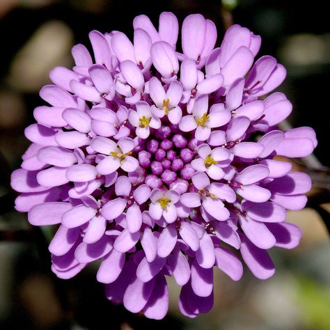 Iberis umbellata #1 Pollinator Garden Design, Clock Flower, Seed Pack, Four O Clock, Attracting Bees, Ornamental Plants, Flower Petals, Geraniums, Small Flowers