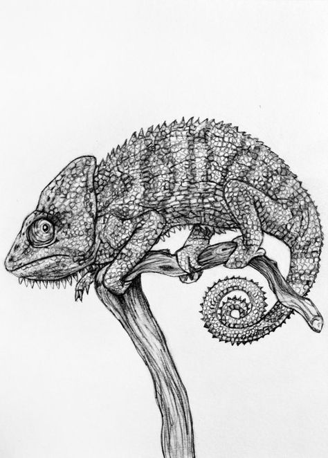 Original Pencil Drawing  Chameleon 19 by rachelledyer on Etsy Drawing Chameleon, Chameleon Drawing, Chameleon Tattoo, Chameleon Art, Pencil Drawings Of Flowers, Pencil Drawings Of Girls, Drawing Examples, Pencil Drawings Easy, Chameleons