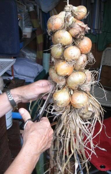 Making an onion string. Braiding Onions For Storage, Drying Onions, Onion Strings, Side Porch, Cook At Home, On The Side, Home Cooking, Onions, Porch