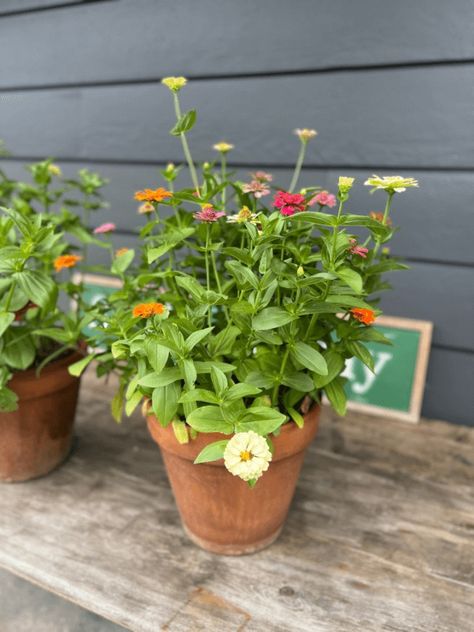 Zinnias planted and blooming in pots Wildflower In Pots, Zinnia Flowers In Pots, Flower Arrangements Zinnias, Zinnia Planter Ideas, Zinnia Flowers Pots, Growing Zinnias In Containers, Zinnia In Pots, Growing Flowers In Pots, Cut Flower Garden In Pots