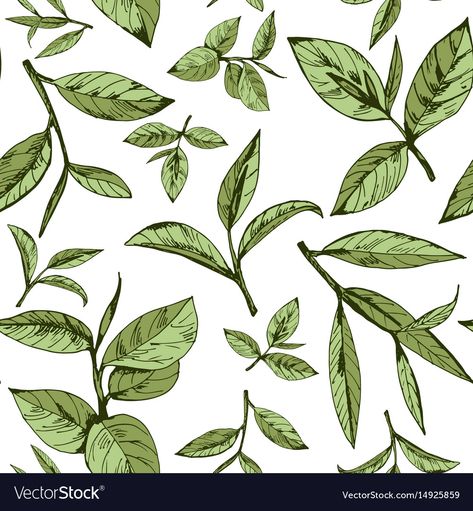 Seamless pattern with green tea Royalty Free Vector Image Leaves Illustration Pattern, Tea Leaf Illustration, Tea Illustration Design, Green Tea Illustration, Tea Leaves Illustration, Tea Vector, Tea Pattern, Green Tea Leaf, Tea Illustration