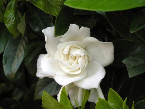 Gardenias have been popular shrubs in South Carolina since the 18th Century and have been grown by the Chinese for over a thousand years. They were named... Diana Rose, Hardy Hibiscus, Red Carnation, Hydrangea Garden, Citrus Trees, Information Center, Old Lady, White Bird, A Thousand Years