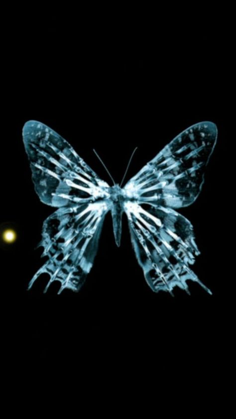 Dark Shiny Light Transparent Butterfly Art #iPhone #6 #plus #wallpaper X Ray Butterfly, Wallpaper Backgrounds Desktop, Best Hd Pics, Fringe Tv Series, Butterfly Wallpaper Backgrounds, Awesome Wallpapers, Iphone 6 Wallpaper, Full Hd Wallpaper, Edgy Wallpaper