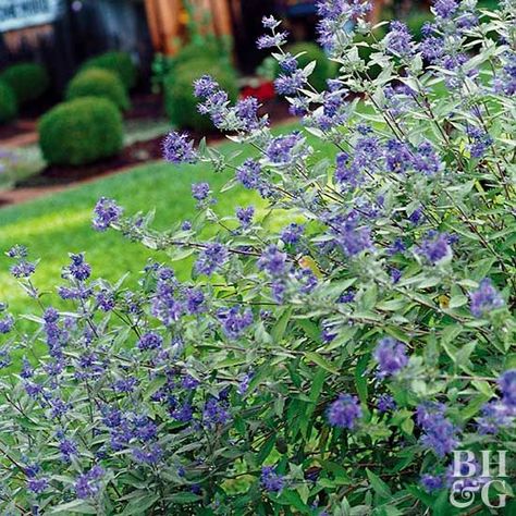 Here are some of the best low-maintenance, easy-growing shrubs around. Bluebeard Shrub, Backyard Shrubs, Shady Backyard, Blooming Shrubs, Urban Gardening Ideas, Drought Tolerant Shrubs, Landscaping Shrubs, Hardy Hibiscus, Flowering Bushes