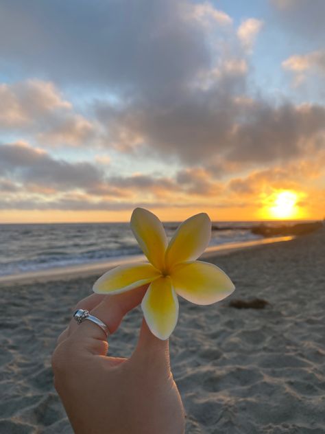 Aesthetic Beach Profile Picture, Sea Profile Picture, Profile Picture Beach, Summer Instagram Pictures Aesthetic, Flowers Profile Picture, Summer Profile Pictures, Summer Flowers Aesthetic, Aura Flower, Moments Aesthetic