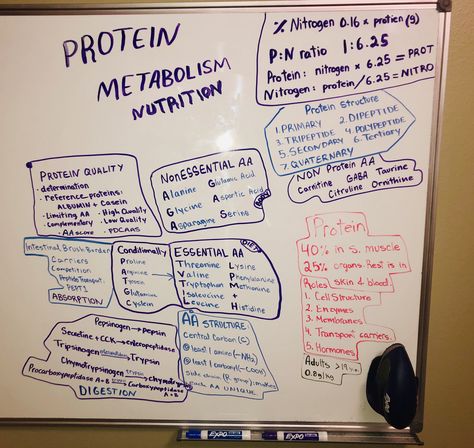 Protein Metabolism Biochemistry, Dietetics Student Notes, Dietetics Student Aesthetic, Nutrition Student Aesthetic, Nutrition And Dietetics Student, Dietician Aesthetic, Dietician Career, Dietitian Aesthetic, Nutrition Student