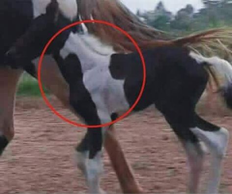 Maddie The Wonderdog on Twitter: "Horsey within a horsey. #horses, #MaddietheWonderDog, #animals, #pets… " Funny Horses, Baby Animals Pictures, Funny Horse, Horse Quotes, Funny Animal Jokes, Baby Animals Funny, Cute Horses, Funny Animal Memes, Pretty Horses