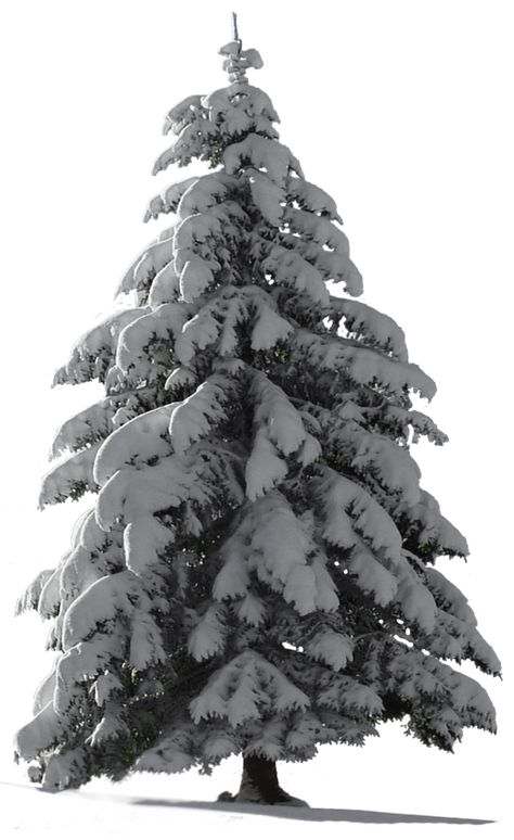 Christmas Tree Snow for my watcher ~ STOCK by AStoKo Tree Cartoon Images, Background For Gaming, Lara Croft Wallpaper, Png Plants, Black Pine Tree, Snow Covered Christmas Trees, Christmas Tree Snow, Snow Trees, Tree Plan