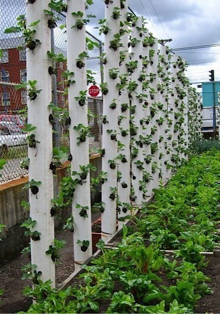 Vertical Gardening Using PVC Piping – Growing Strawberries & Well, Anything... | http://www.ecosnippets.com/gardening/vertical-gardening-using-pvc-piping/ Plant Strawberries, Strawberry Planters, Vertical Vegetable Garden, Vertical Herb Garden, Vertical Planter, Plants Growing, Vertical Gardens, Secret Gardens, The Secret Garden