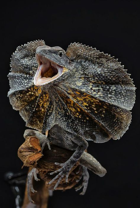 Salamander Photography, Lizard Reference, Lizard Aesthetic, Reptile Pictures, Lizard Photography, Snake Creature, Lizard Creature, Desert Lizard, Frilled Lizard