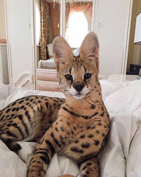 Savannah Cat Exotic Cat Breeds, Chat Diy, Savannah Cats, Serval Cats, Exotic Cats, Savannah Cat, Pet Pigs, Cat Training, Unique Cats