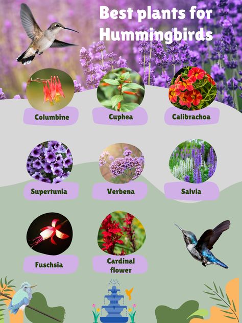 Hummingbird Habitat Gardens, Flowers For Hummingbirds And Butterflies, Hummingbird Flowers For Planters, Hummingbird Planter Ideas, Hummingbird Station, Butterfly Plants Perennials, Hummingbird Plants Perennials, Houston Gardening, Backyard Circus