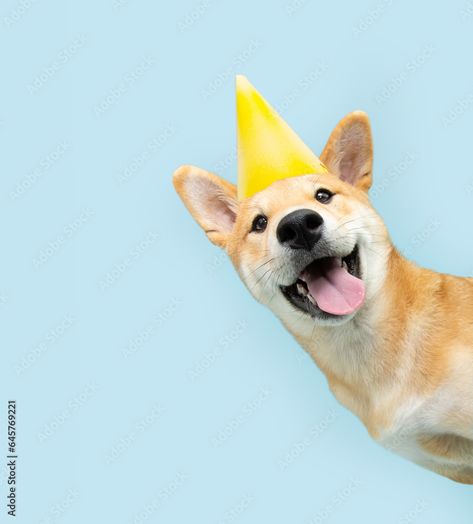 Download Portrait funny and happy shiba inu puppy dog peeking out from behind a blue banner celebrating birthday, anniversary, or carnival. Isolated on blue pastel background Stock Photo and explore similar images at Adobe Stock. Dog Peeking, Griffon Dog, Ad Banner, Color Explosion, Shiba Inu Puppy, Sleeping Puppies, Blue Banner, Pet Dogs Puppies, Blue Pastel