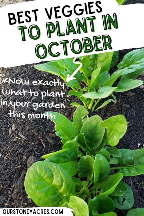 What Can I Plant In October Zone 7, Gardening In The Fall, Zone 5 Fall Garden, Food To Plant In The Fall, What To Plant In October In Florida, Zone 8 October Planting, Vegetables To Plant In October, Fall Vegetables To Plant In Zone 8, Fall And Winter Garden Zone 7