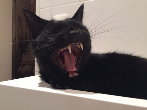 Black cat yawning #roar Cat Yawning, Cute Black Cats, Cute Black, Photography Inspiration, Black Cat, Cute Animals, Animals, Photography, Black