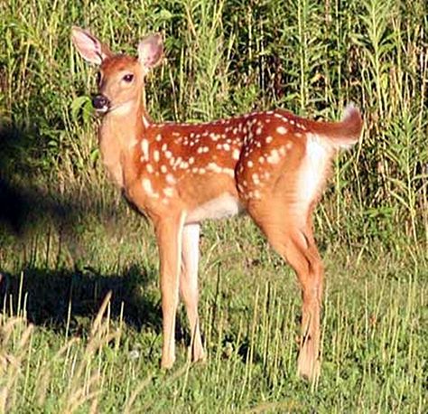 White Tailed deer fawn White Tailed Deer, Funny Deer, Fawns Deer, Deer Photos, Deer Pictures, Deer Family, Roe Deer, Animal Magic, White Tail