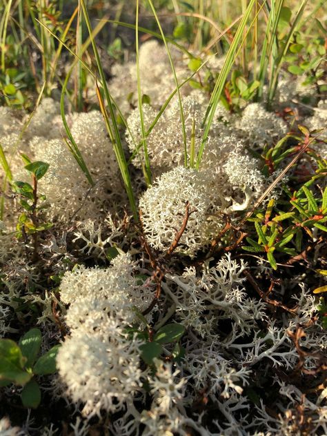 Reindeer Moss, imagine them munching on these nutrient rich fluffs of porous cumulus clouds! #tundra #wormseyeview #natureart Worms Eye View, Friend Things, Cumulus Clouds, Greek Tragedy, Reindeer Moss, Scandinavia, Nature Art, Reindeer, Architecture